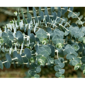 Eukalyptus (Eucalyptus gunnii) ´SILVERANA®´ - výška 50-70 cm, kont. C5L (-14°C)